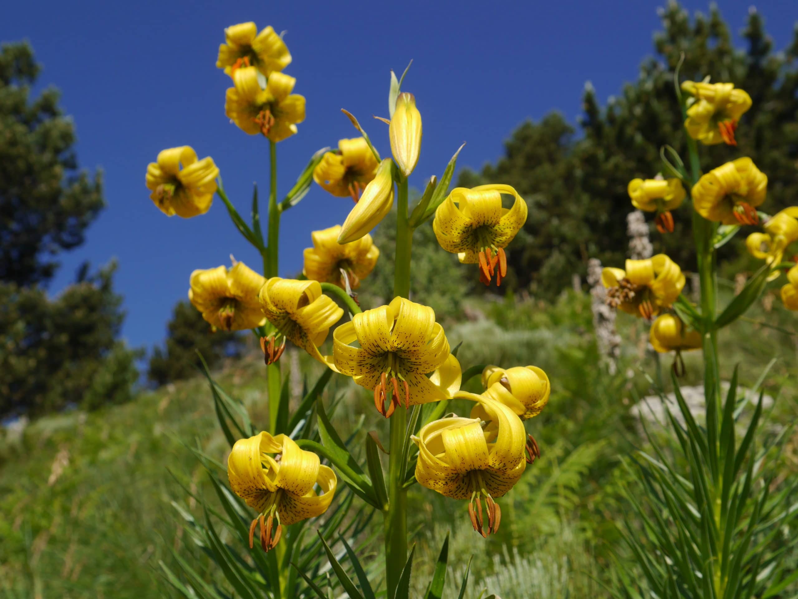 randonnées en France fleurs