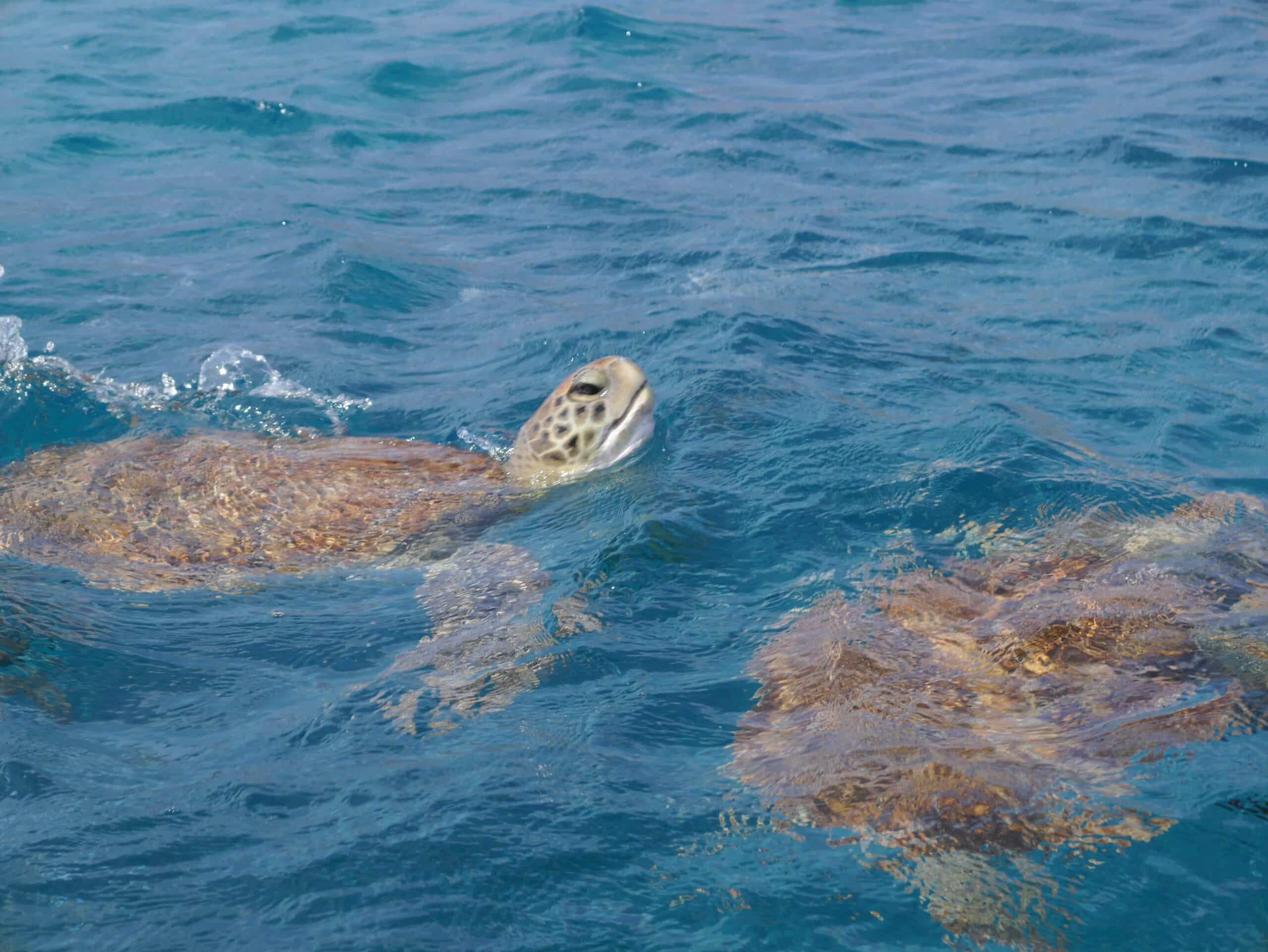 voyage écotourisme cap vert